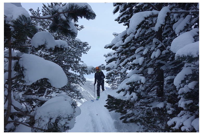 esquiador de montaña asomando entre los pinos llenos de nieve ascendiendo al tuc dera aubeta