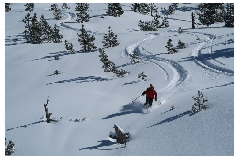 vers le bas le ski de montagne parmi les pins dans la neige sans marcher