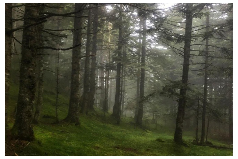bosque con niebla de abetos y pinos en las minas victoria